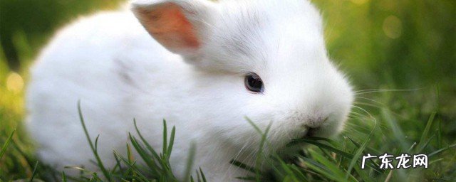 怎么养兔子