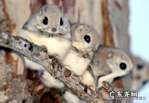 五灵脂是谁发现了它的药用价值？发现他的人经历了什么？