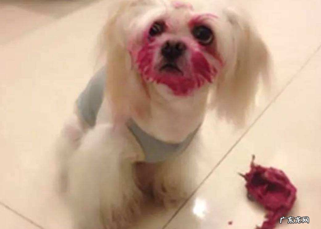 狗能吃火龙果吗