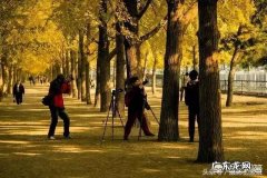 银杏果怎么吃？