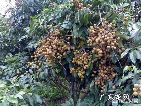 怀孕可以吃龙眼吗?