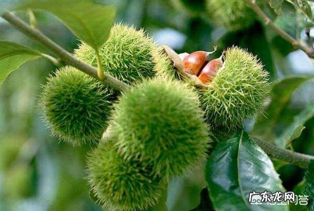 农村种植很多的板栗树，老人说板栗花有很多的用途，都有什么呢？