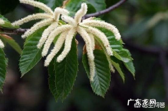 农村种植很多的板栗树,老人说板栗花有很多的用途,都有什么呢?