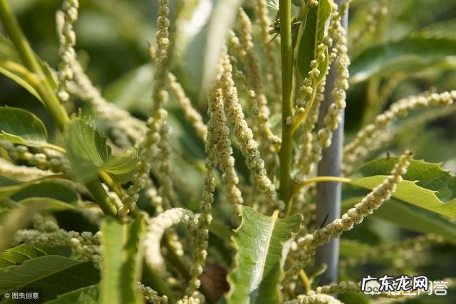 农村种植很多的板栗树，老人说板栗花有很多的用途，都有什么呢？