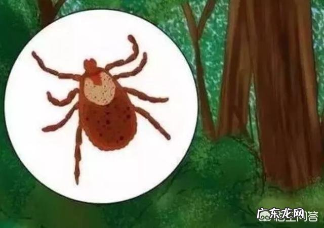 被蜱虫叮咬后,如何安全取下蜱虫?