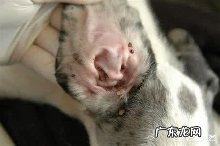 被蜱虫叮咬后,如何安全取下蜱虫?