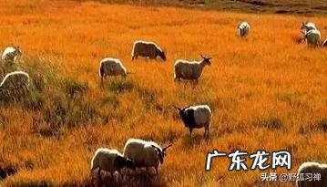 古诗中有没有普通人写的名诗?你喜欢哪首?