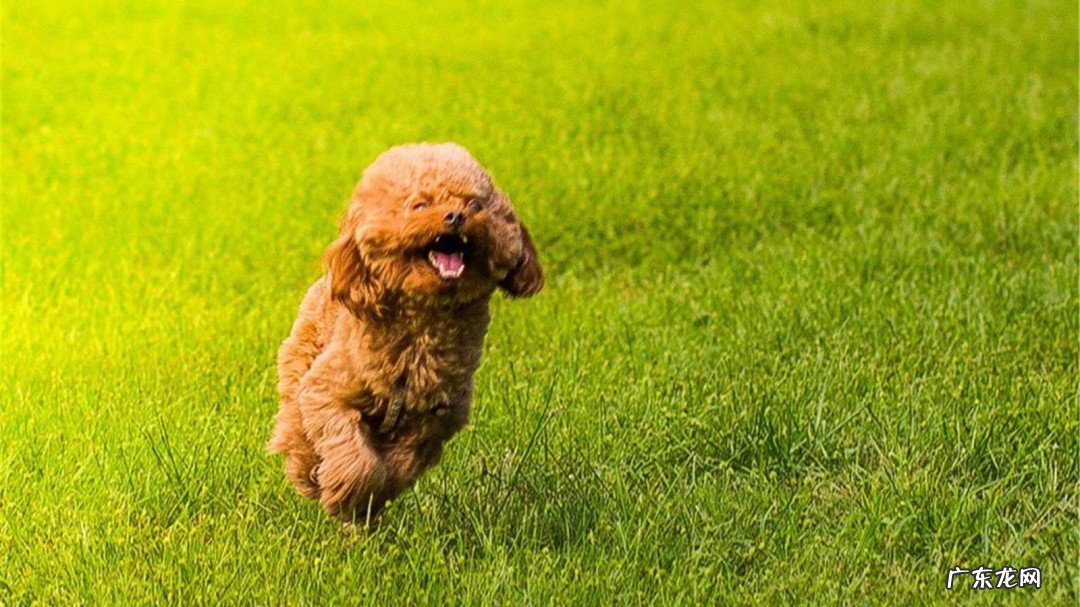 怎么养狗狗性格比较温顺