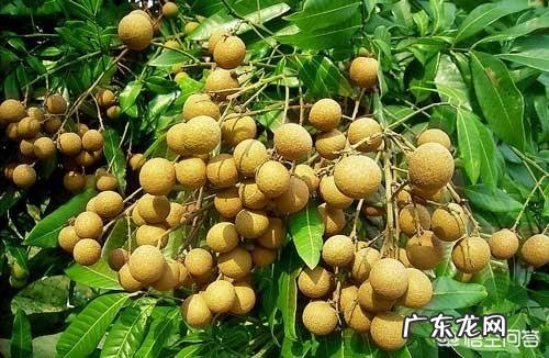 怀孕吃水果有好处，那么孕期吃水果要注意什么呢？