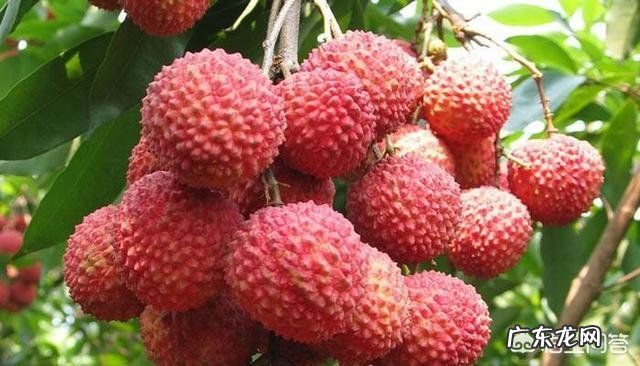 怀孕吃水果有好处，那么孕期吃水果要注意什么呢？