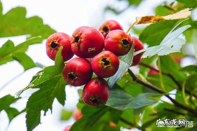 怀孕吃水果有好处，那么孕期吃水果要注意什么呢？