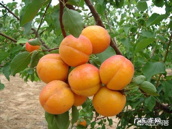 怀孕吃水果有好处，那么孕期吃水果要注意什么呢？