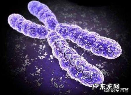 O型血的人父母是什么血型?