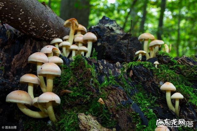 春天到了,在农村山上哪些地方野生的蘑菇多?