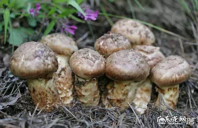 春天到了,在农村山上哪些地方野生的蘑菇多?