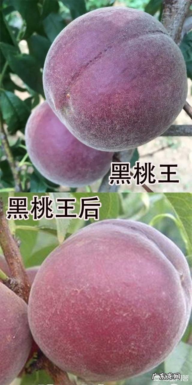 种植黑桃需要注意些什么?行情如何?