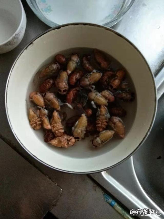 农村野外的知了猴很受欢迎，可有人说知了猴蜕了皮就不能吃了？是不是真的？