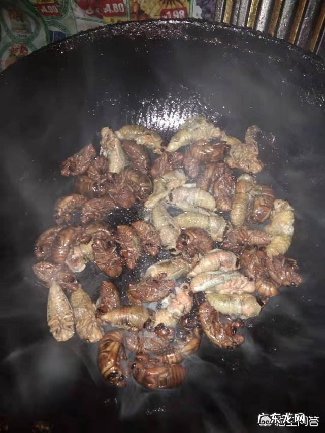 农村野外的知了猴很受欢迎，可有人说知了猴蜕了皮就不能吃了？是不是真的？