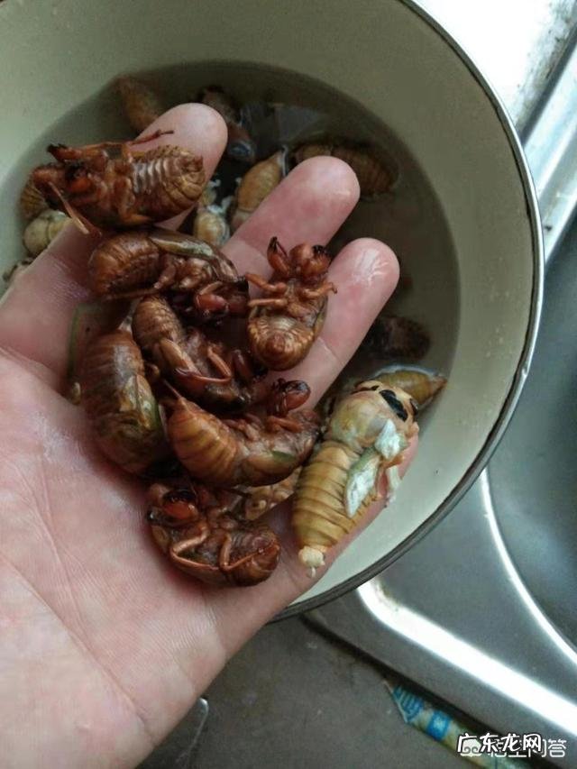 农村野外的知了猴很受欢迎，可有人说知了猴蜕了皮就不能吃了？是不是真的？