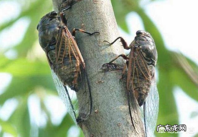 农村野外的知了猴很受欢迎，可有人说知了猴蜕了皮就不能吃了？是不是真的？