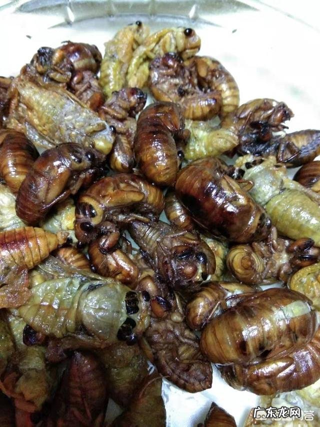 农村野外的知了猴很受欢迎，可有人说知了猴蜕了皮就不能吃了？是不是真的？