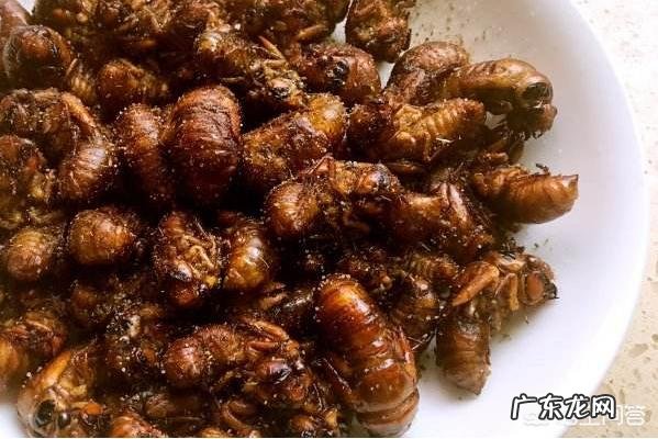 农村野外的知了猴很受欢迎，可有人说知了猴蜕了皮就不能吃了？是不是真的？