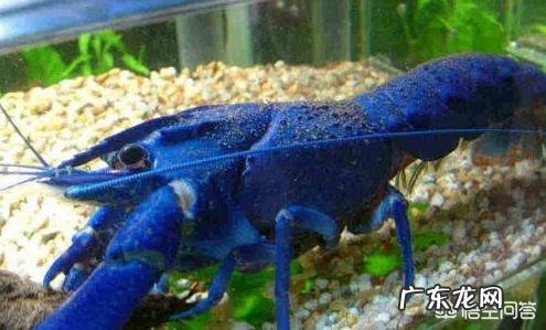 有多少人见过蓝色龙虾?