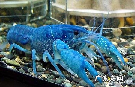 有多少人见过蓝色龙虾?