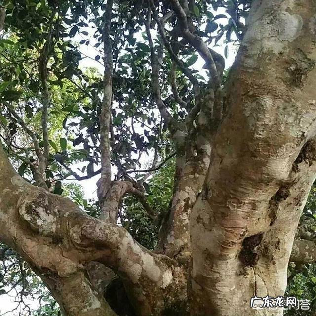 潮州人喝功夫茶有什么讲究?