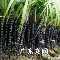 甘蔗发红中毒该怎么治疗？