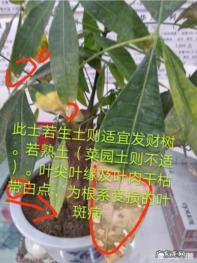 发财树的叶子发黄,该怎么治?