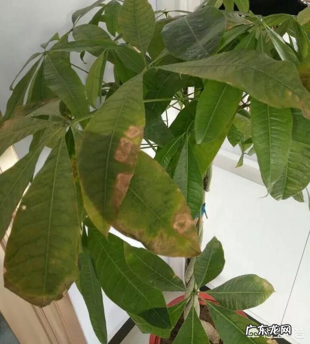 发财树的叶子发黄,该怎么治?