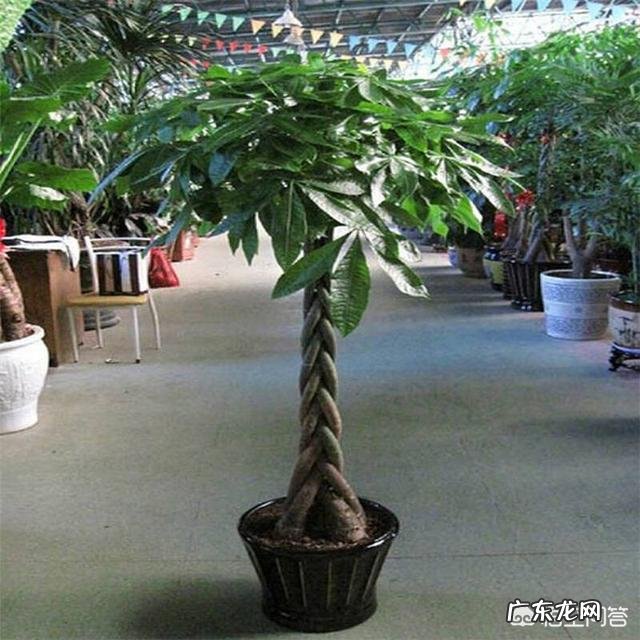 发财树的叶子发黄,该怎么治?