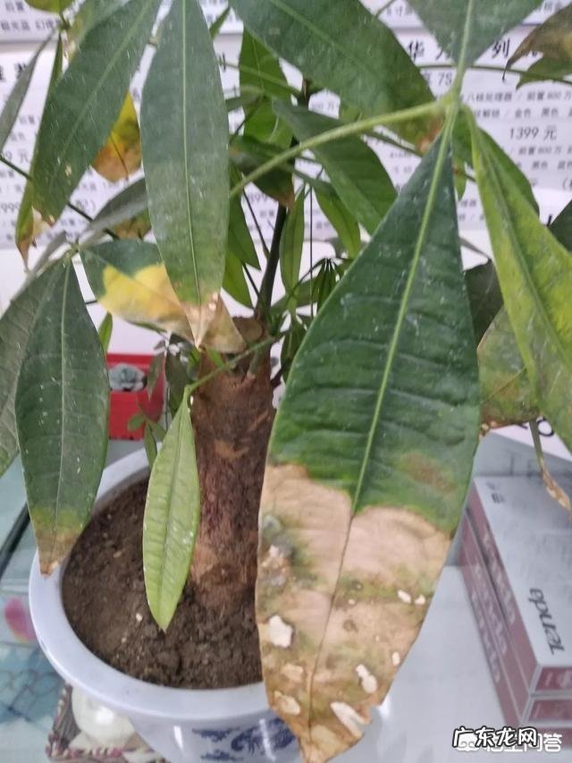 发财树的叶子发黄,该怎么治?
