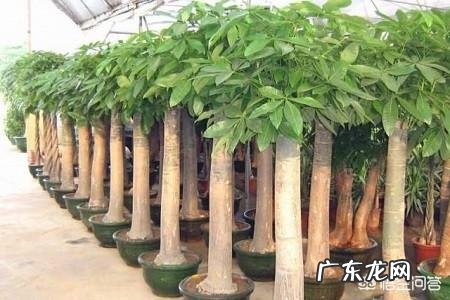 发财树的叶子发黄,该怎么治?