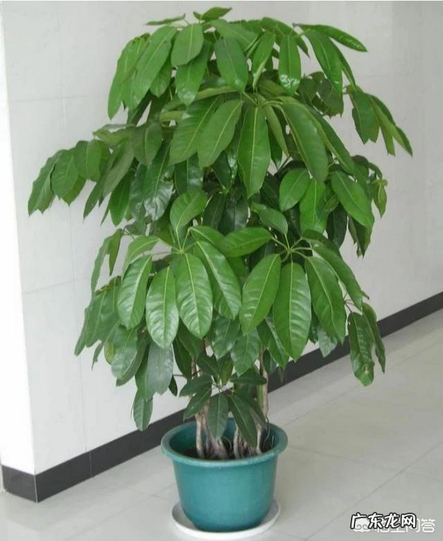 发财树的叶子发黄,该怎么治?
