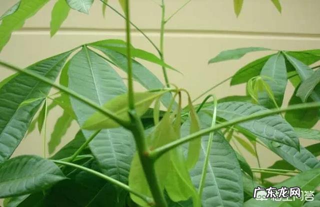 发财树的叶子发黄,该怎么治?