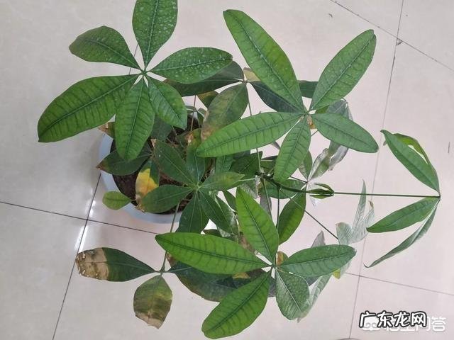 发财树的叶子发黄,该怎么治?