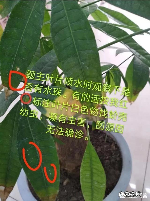 发财树的叶子发黄,该怎么治?