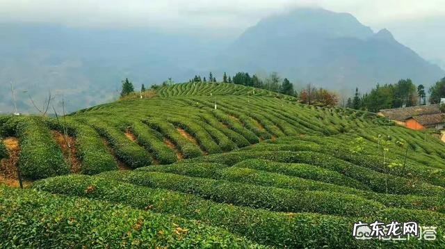 竹叶青茶叶的茶香怎么样?