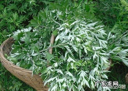 艾蒿怎么用？