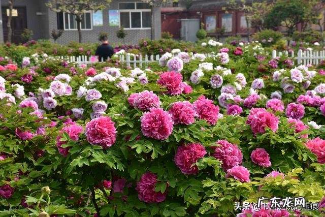 有牡丹花种子，家庭种植怎么种？