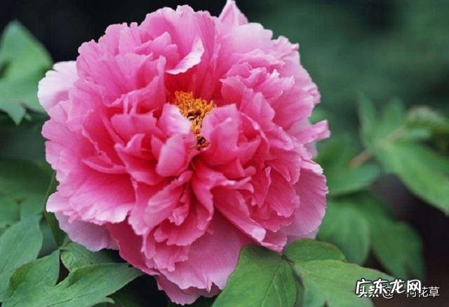 有牡丹花种子，家庭种植怎么种？