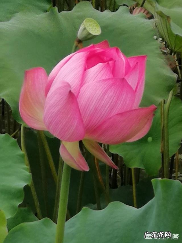 你们中秋节除了吃月饼,还有哪些美食呢?