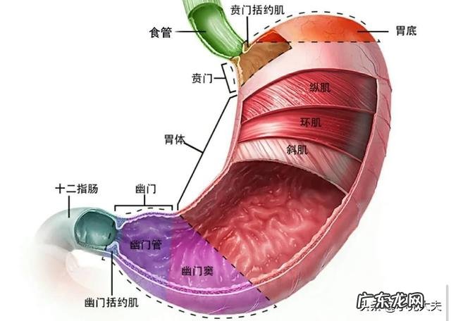 有胃病的人可以喝蜂蜜水吗?轻微的胃炎和胃功能紊乱?