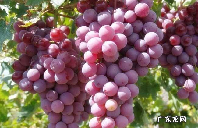 吃葡萄不能吃什么