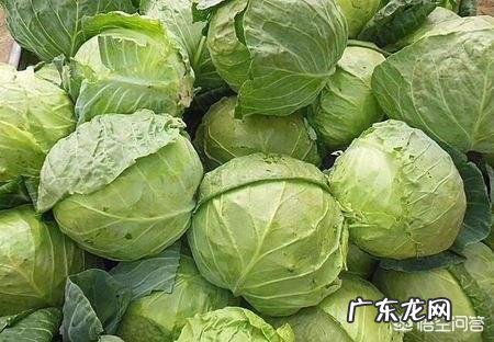 十分常见的卷心菜,女性坚持吃一段时间会有什么好处?