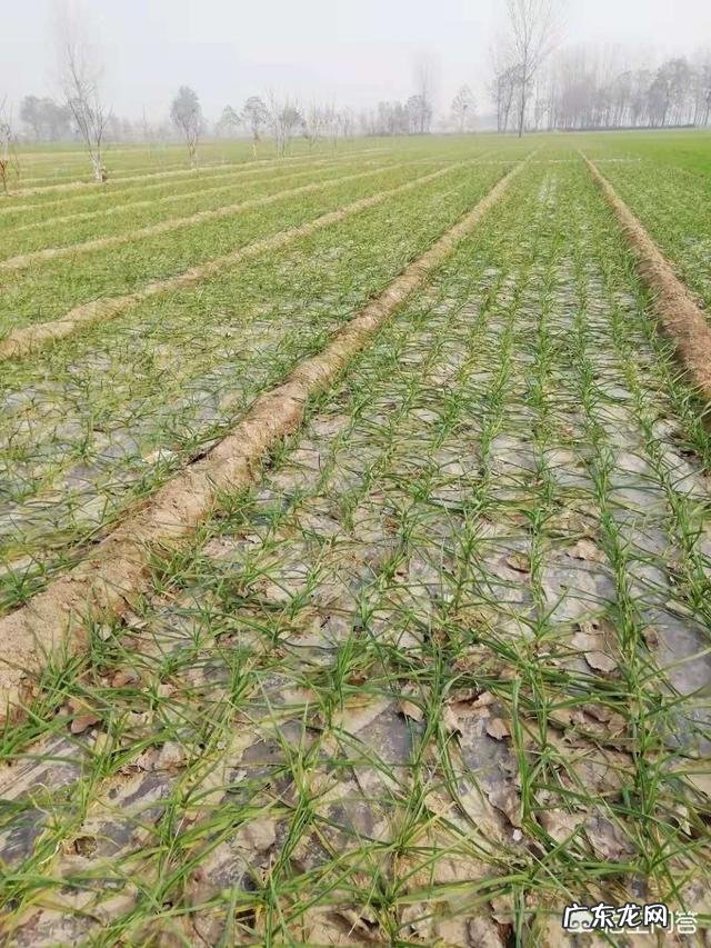 如果是沙地,都可以种哪些经济作物呢?需要注意什么呢?