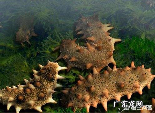 海参的食疗功效？