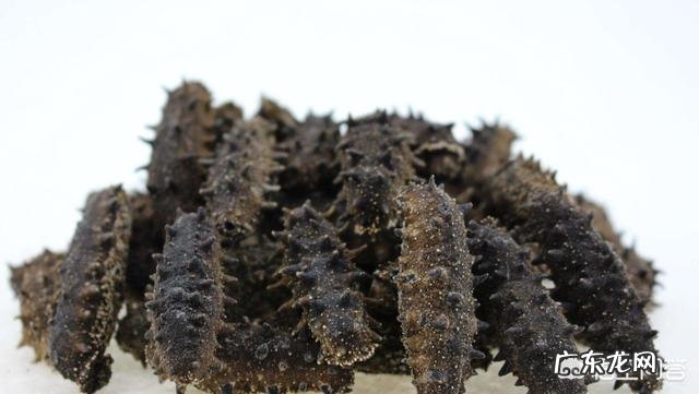 海参的食疗功效？